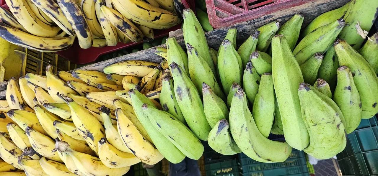 Green and yellow bananas in crates, Costa Rica